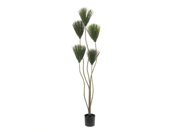 Papyrus palma, 130 cm