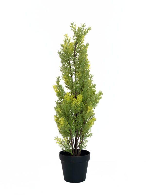 Cypřiš světlý v květináči, 60 cm