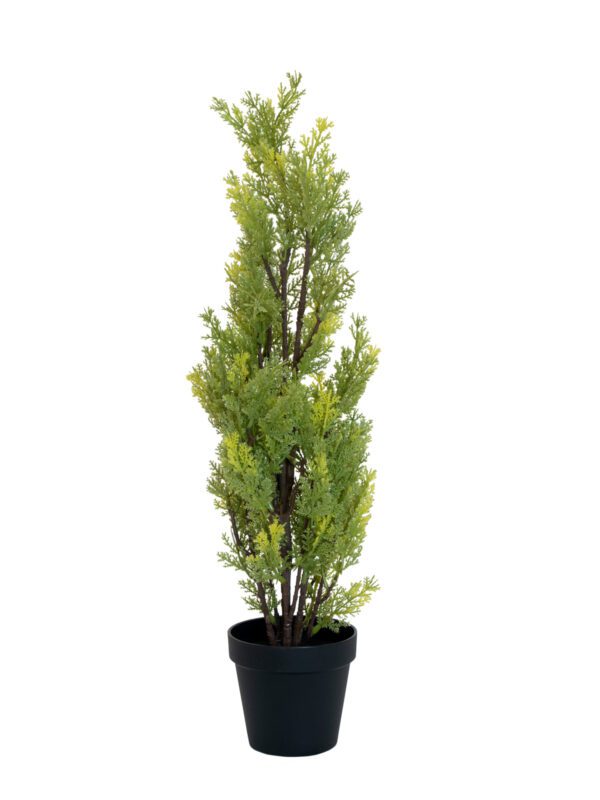 Cypřiš světlý v květináči, 60 cm - Image 2