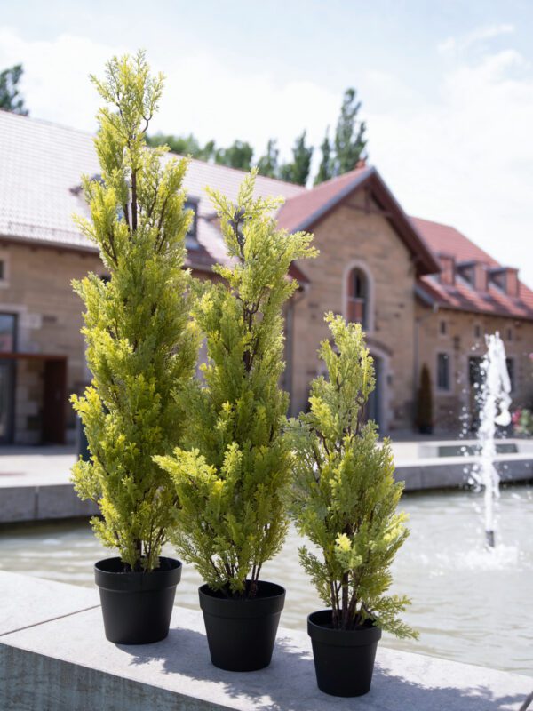 Cypřiš světlý v květináči, 60 cm - Image 7