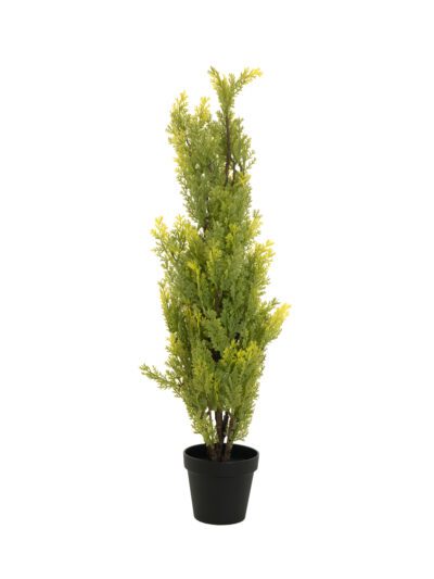 Cypřiš světlý v květináči, 90 cm
