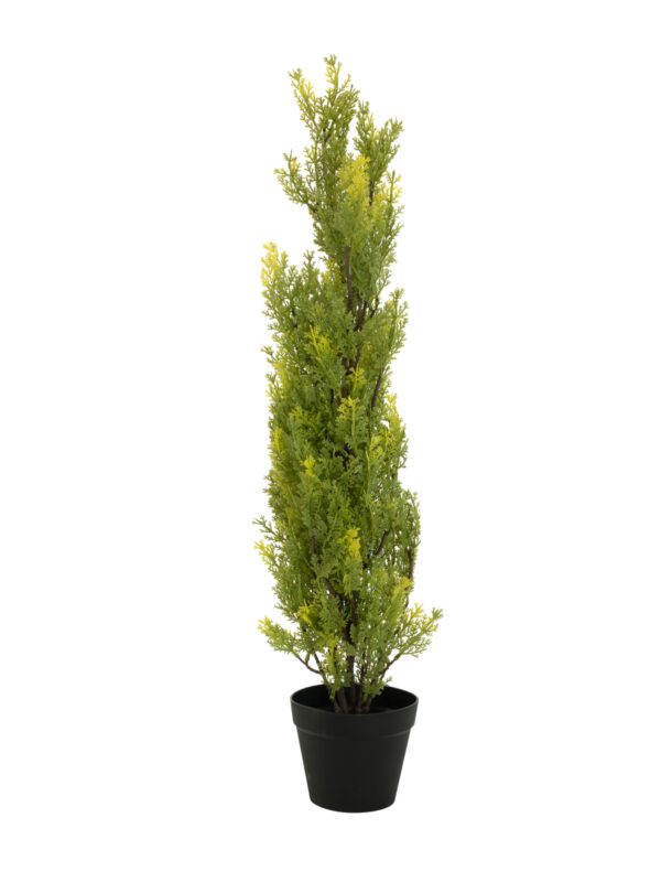 Cypřiš světlý v květináči, 90 cm - Obrázek 2