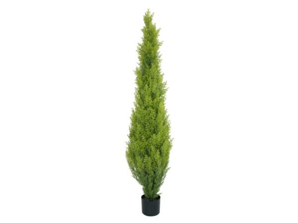 Cypřiš světlý v květináči, 120 cm