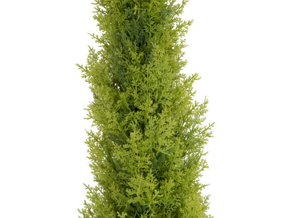 Cypřiš světlý v květináči, 120 cm - Image 2