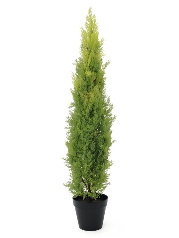 Cypřiš světlý v květináči, 120 cm - Image 5