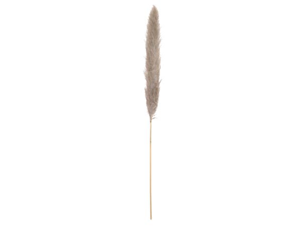 JOLIPA Pampas tráva, sušený klas, natural, 137cm