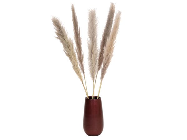 JOLIPA Pampas tráva, sušený klas, natural, 137cm - Image 4