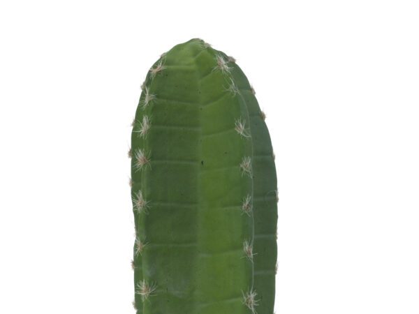 Mexický kaktus zelený, 97 cm - Image 3