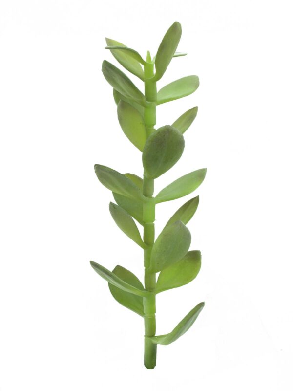 Penízovka-výhonek, 30cm