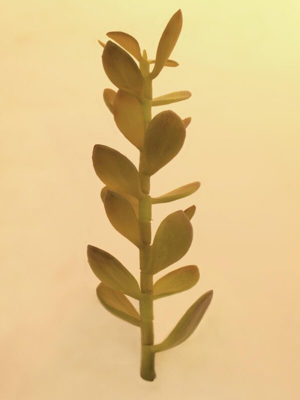 Penízovka-výhonek, 30cm - Image 2