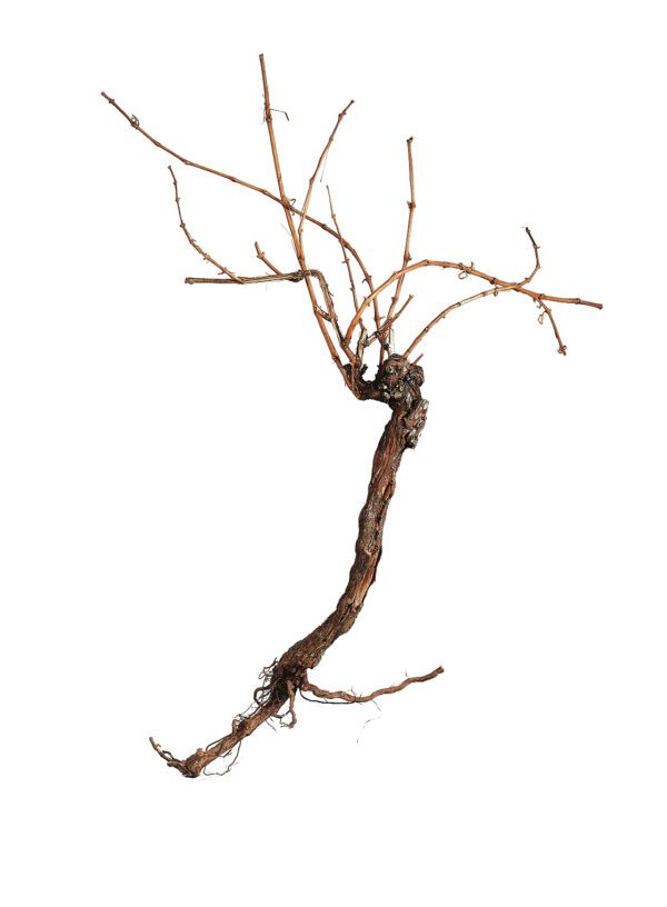 Vinná réva, 150 cm