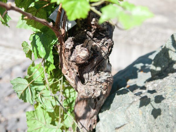 Vinná réva, 150 cm - Image 4