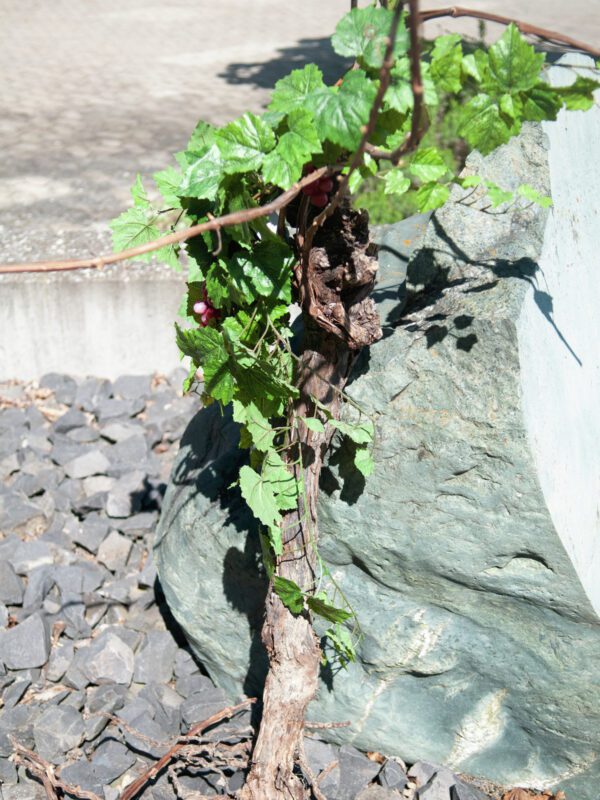 Vinná réva, 150 cm - Image 5