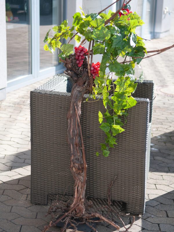 Vinná réva, 150 cm - Image 7