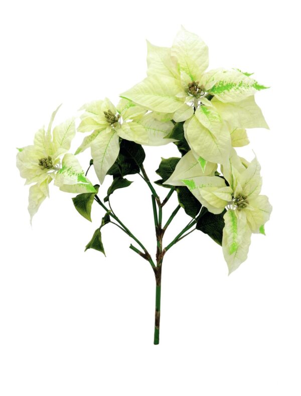 Vánoční hvězda keřík, krémový, 60 cm