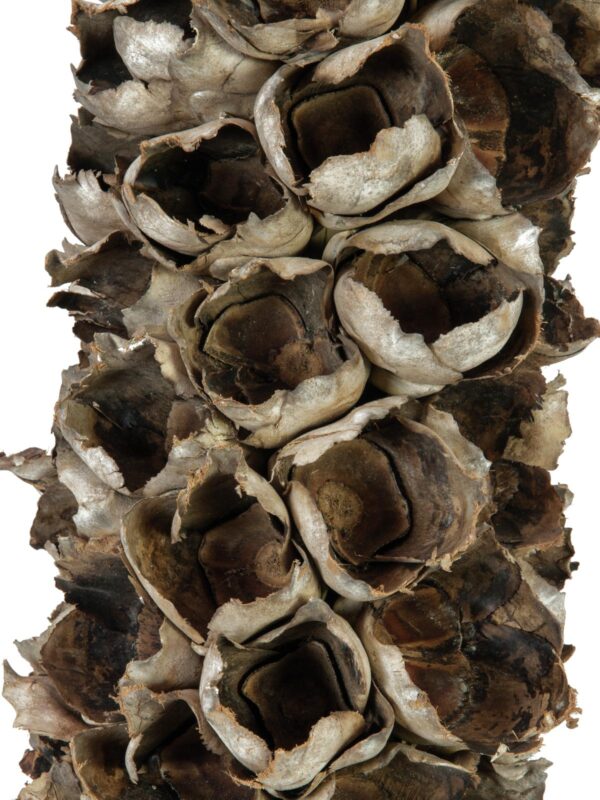 Cacho Coco z babassu palmy, délka 120-190 cm - Image 2