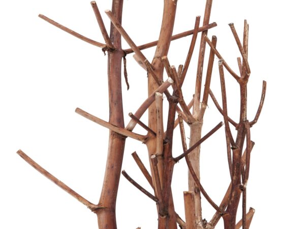 Suché větvičky fenyklu, zlatá, 160 cm - Image 3