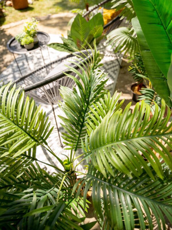Palma Areca, 3 kmeny, 150 cm - Image 4