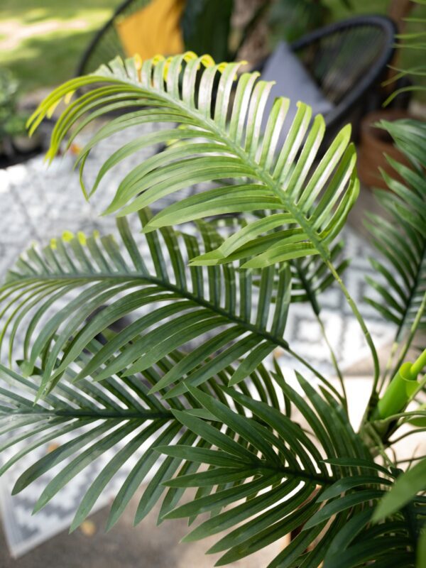 Palma Areca, 3 kmeny, 150 cm - Image 6