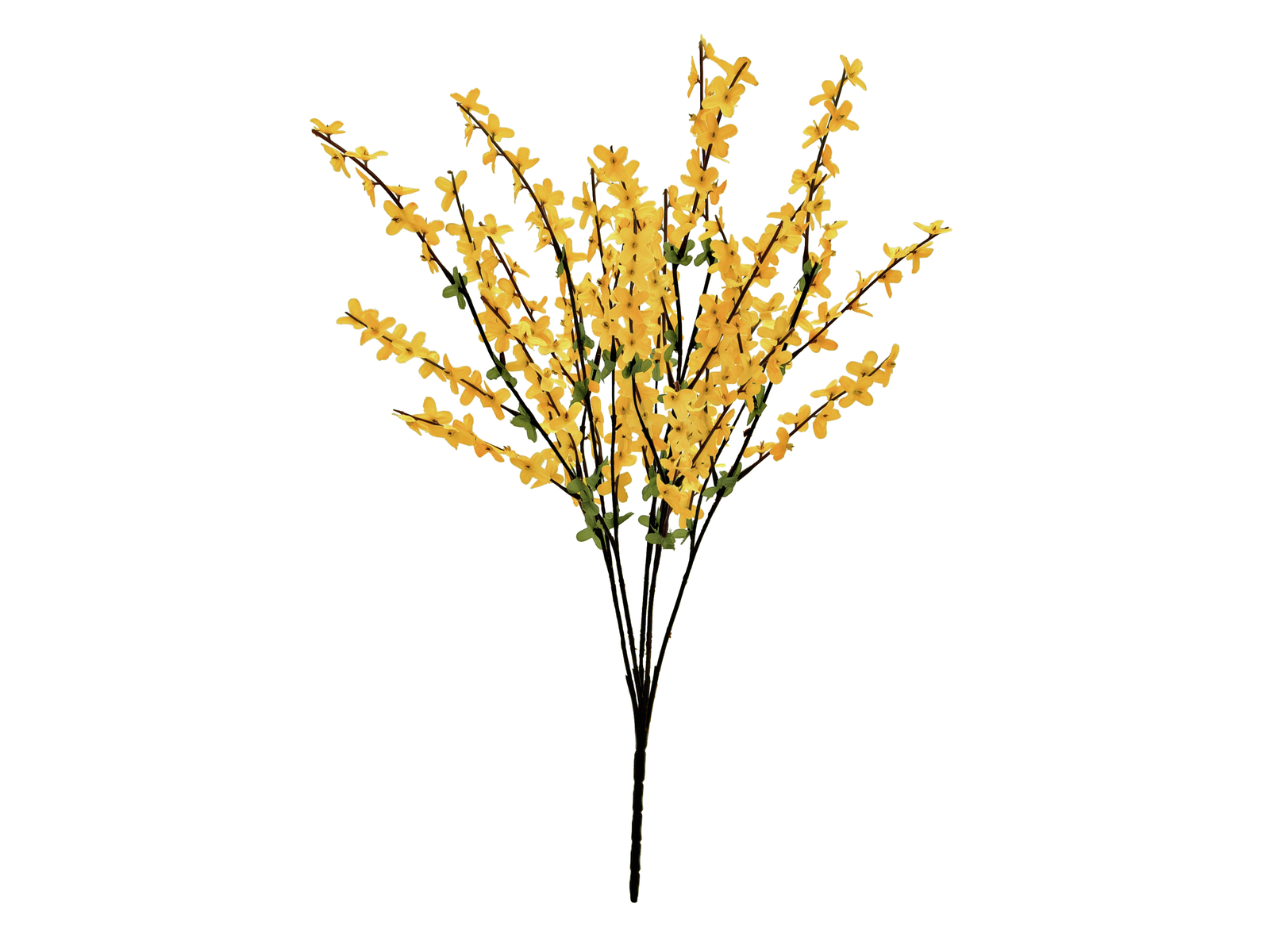 Větvička zlatice (Forsythia), výška 60 cm