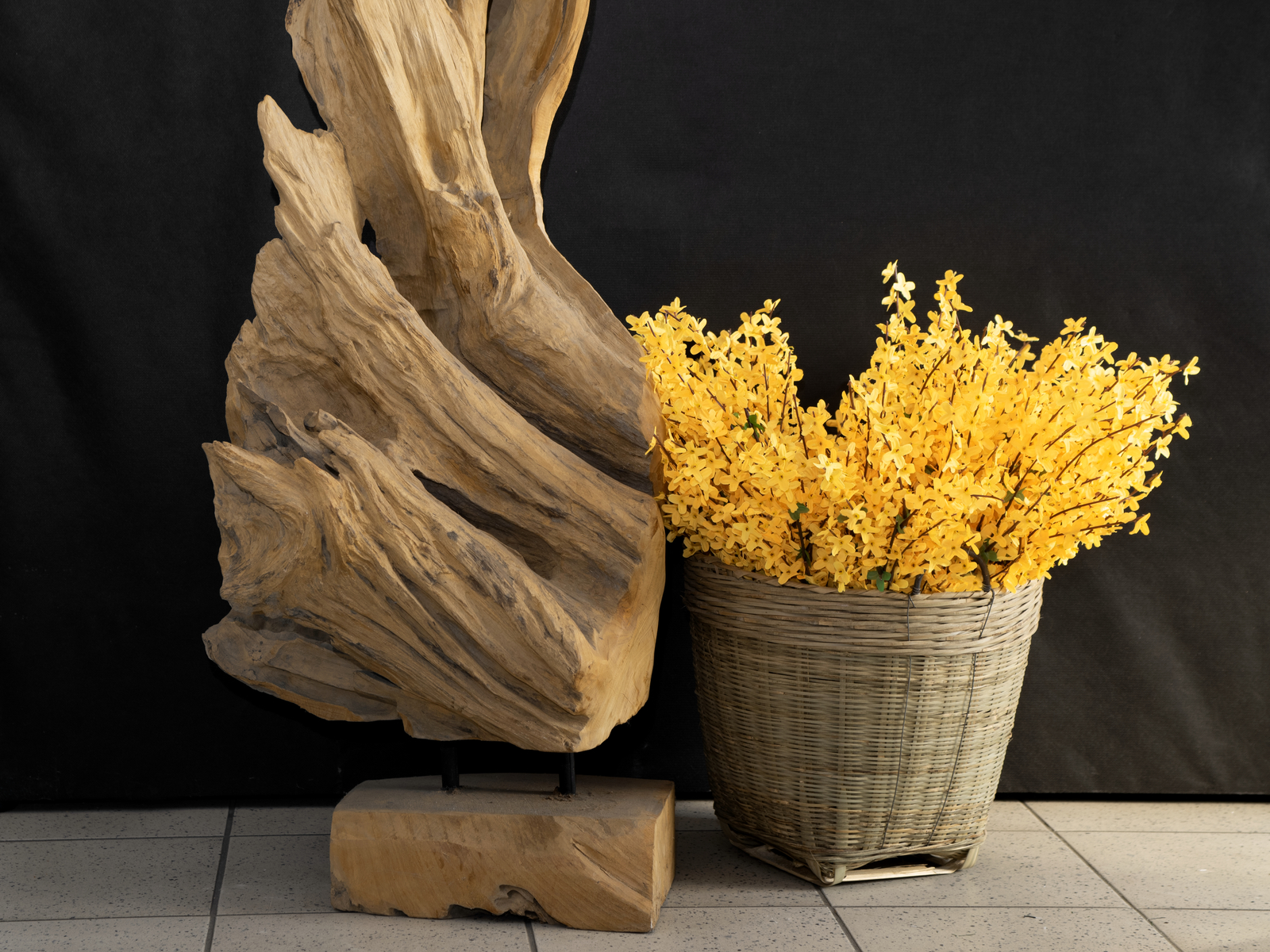 Větvička zlatice (Forsythia), výška 60 cm - Obrázek 4