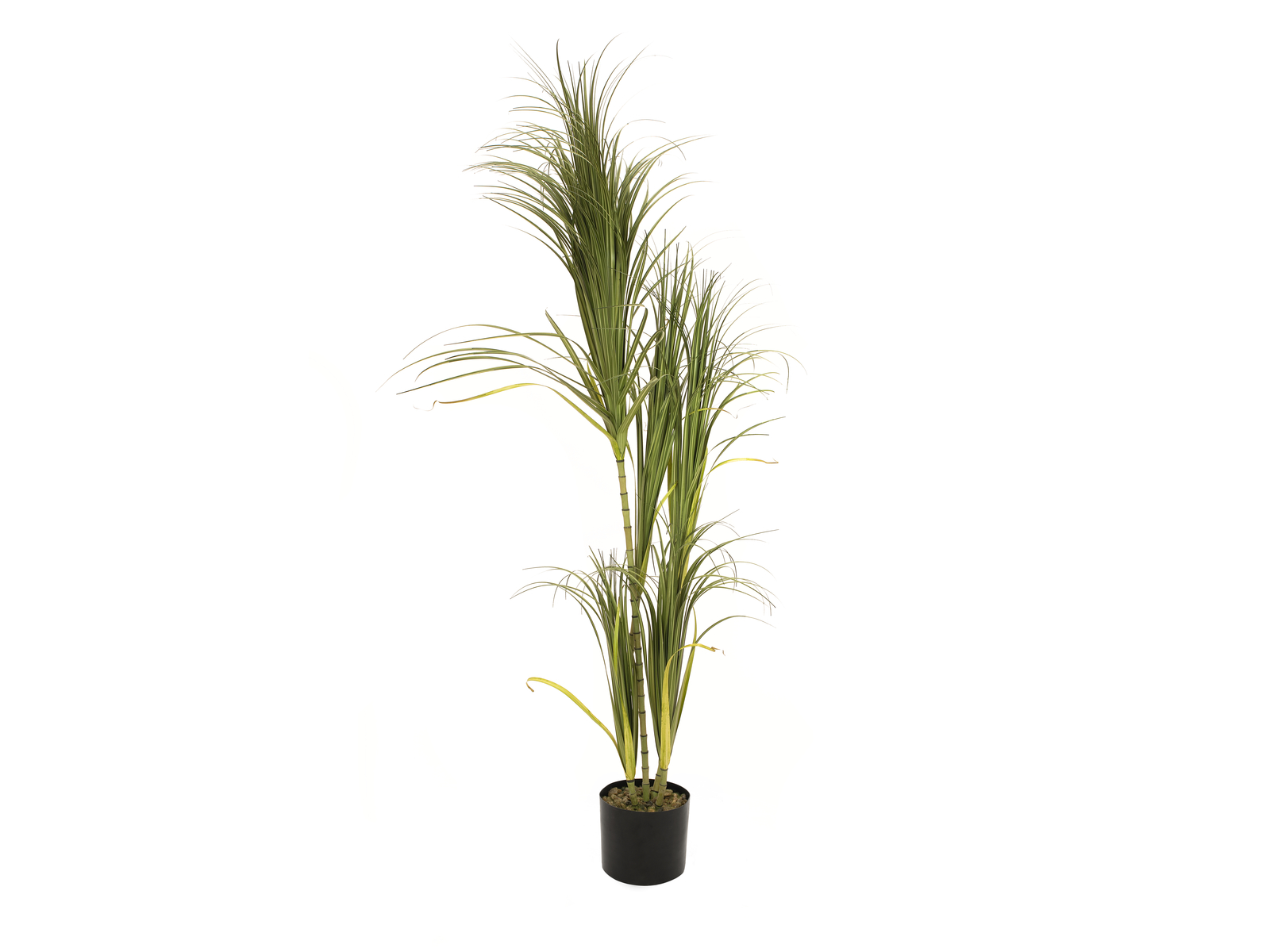 Dracena, 215 cm