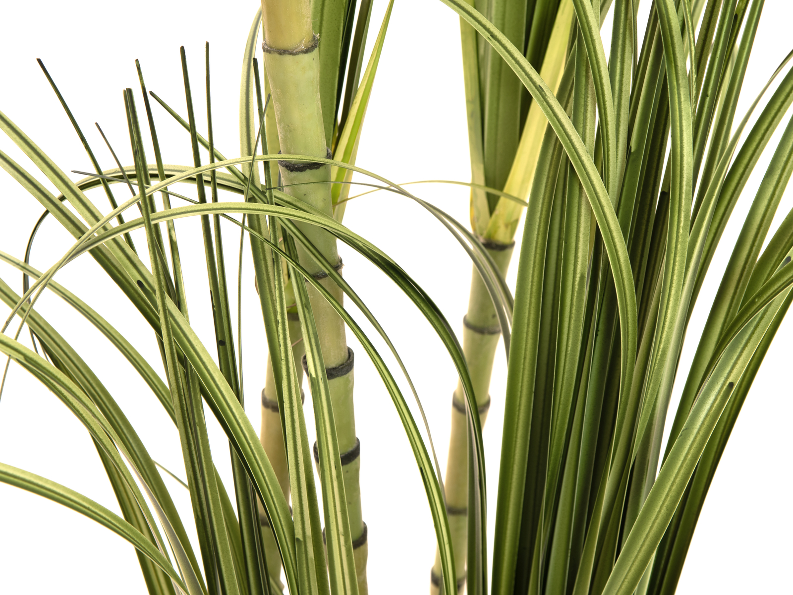 Dracena, 215 cm - Obrázek 3