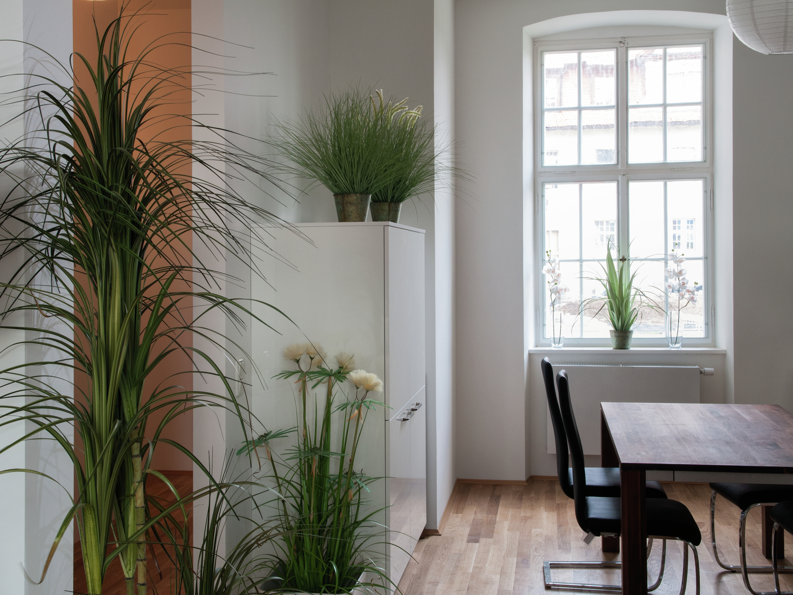 Dracena, 215 cm - Obrázek 4