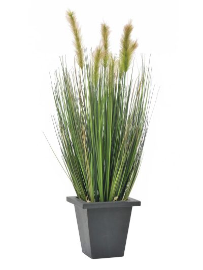 Vodní tráva v květináči, 60 cm