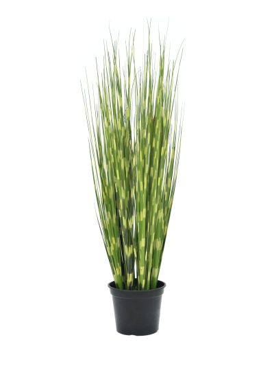 Zebrovaná tráva, 90cm