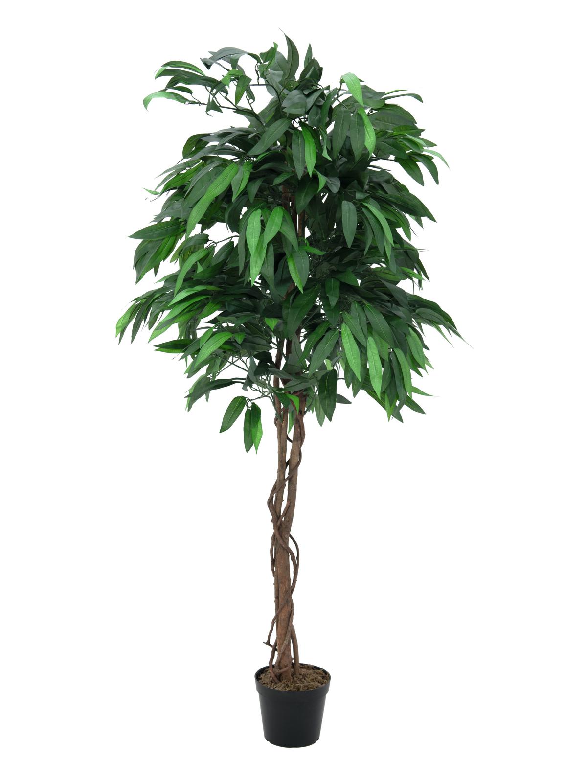 Strom Mango, 180 cm