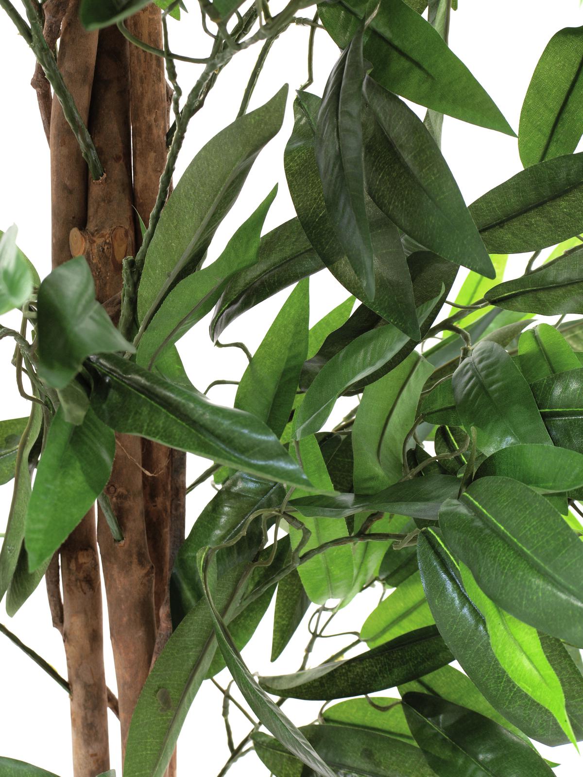 Strom Mango, 180 cm - Obrázek 3