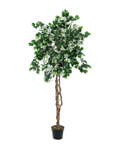 Bougainvillea bílá, 150 cm
