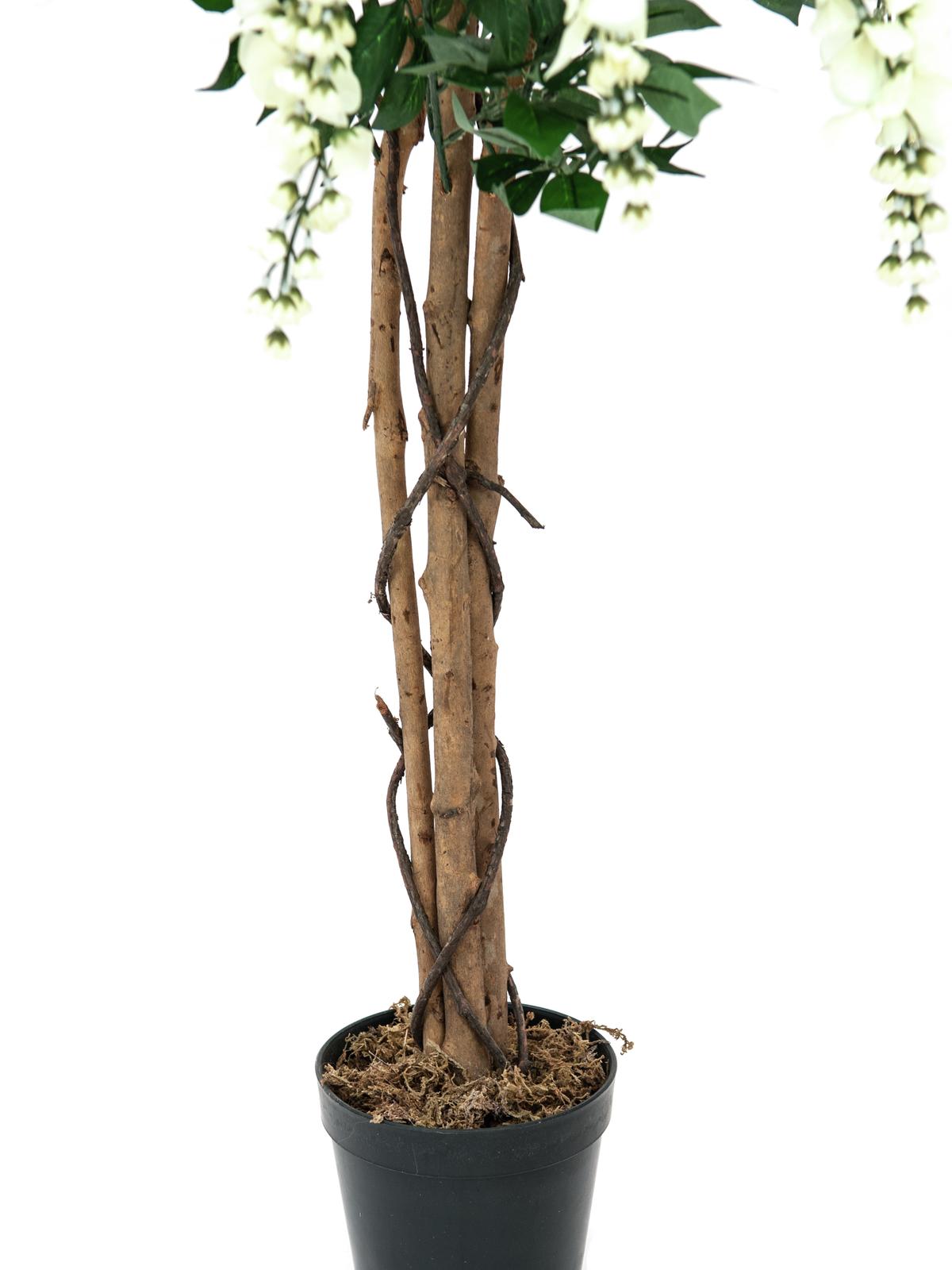 Vistárie, bílá, 150 cm - Obrázek 3