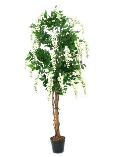 Vistárie, bílá, 180 cm