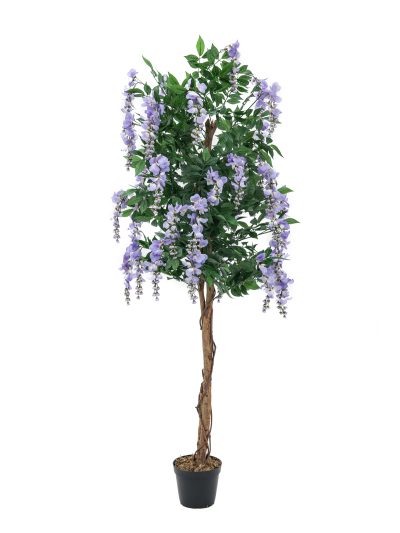 Vistárie fialová, 150 cm