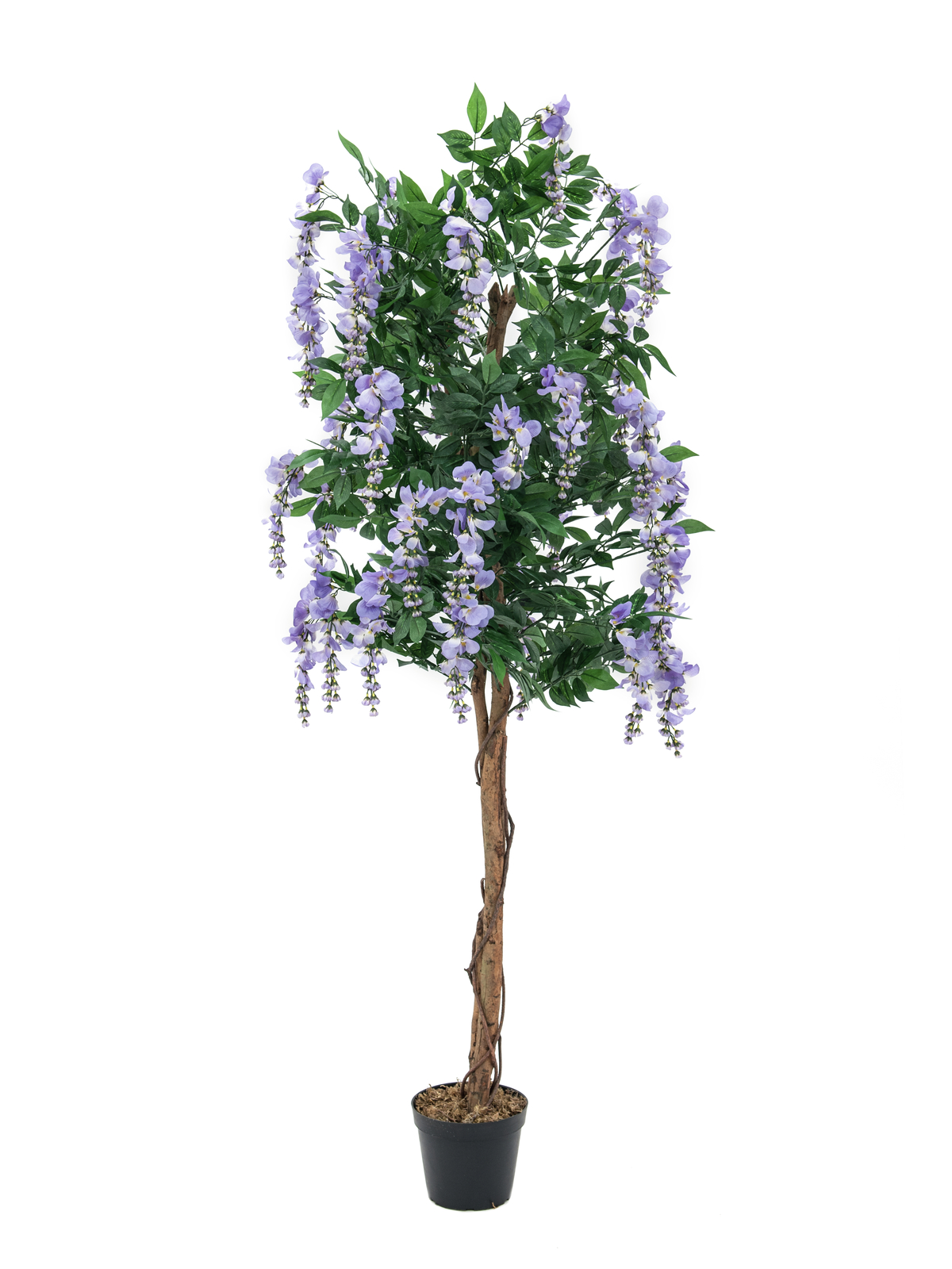 Vistárie fialová, 150 cm