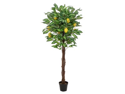 Citronovník s plody, 150 cm