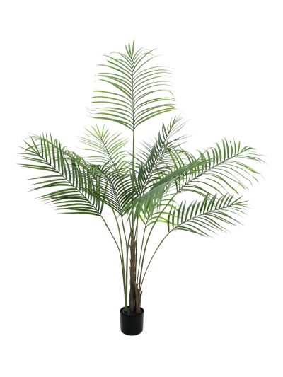 Areca palma s velkými listy, 185 cm
