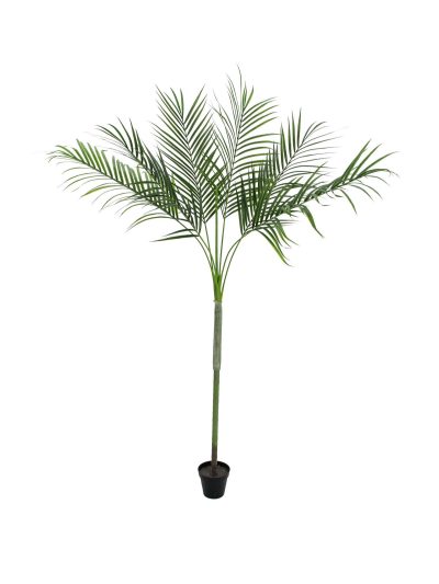Areca palma s velkými listy, 180 cm