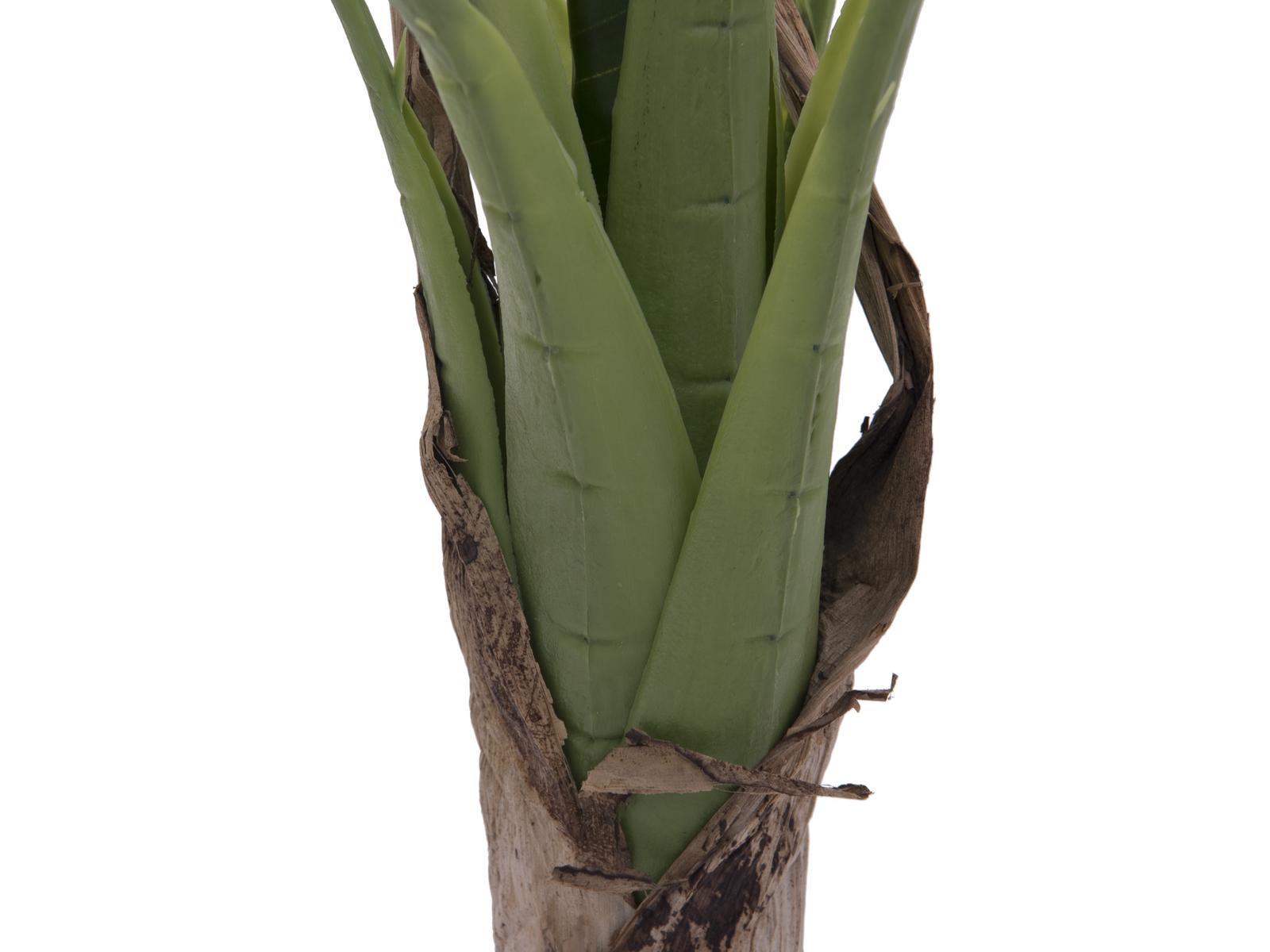 Banánovník, 100 cm - Obrázek 3