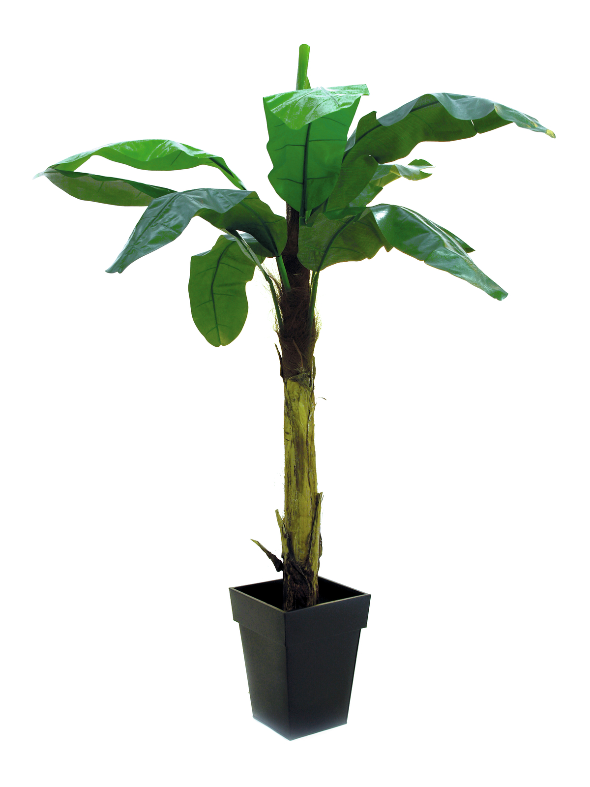 Banánovník, 210 cm