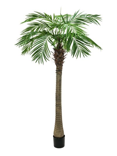 Phoenix palma Luxor, 300 cm