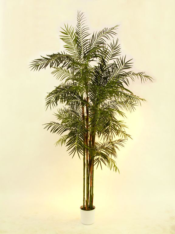 Cykasová palma, 280 cm - Obrázek 3