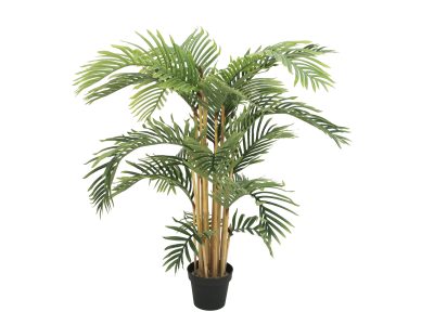 Kentia palma, 140 cm