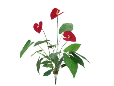 Europalms Anturie,70 cm