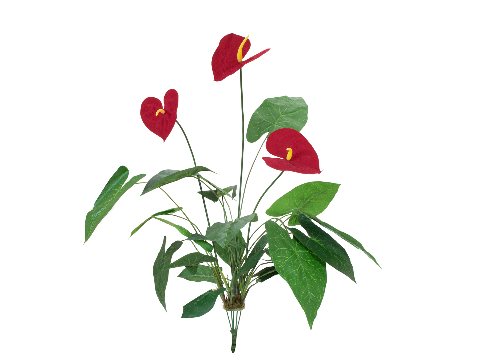 Europalms Anturie,70 cm