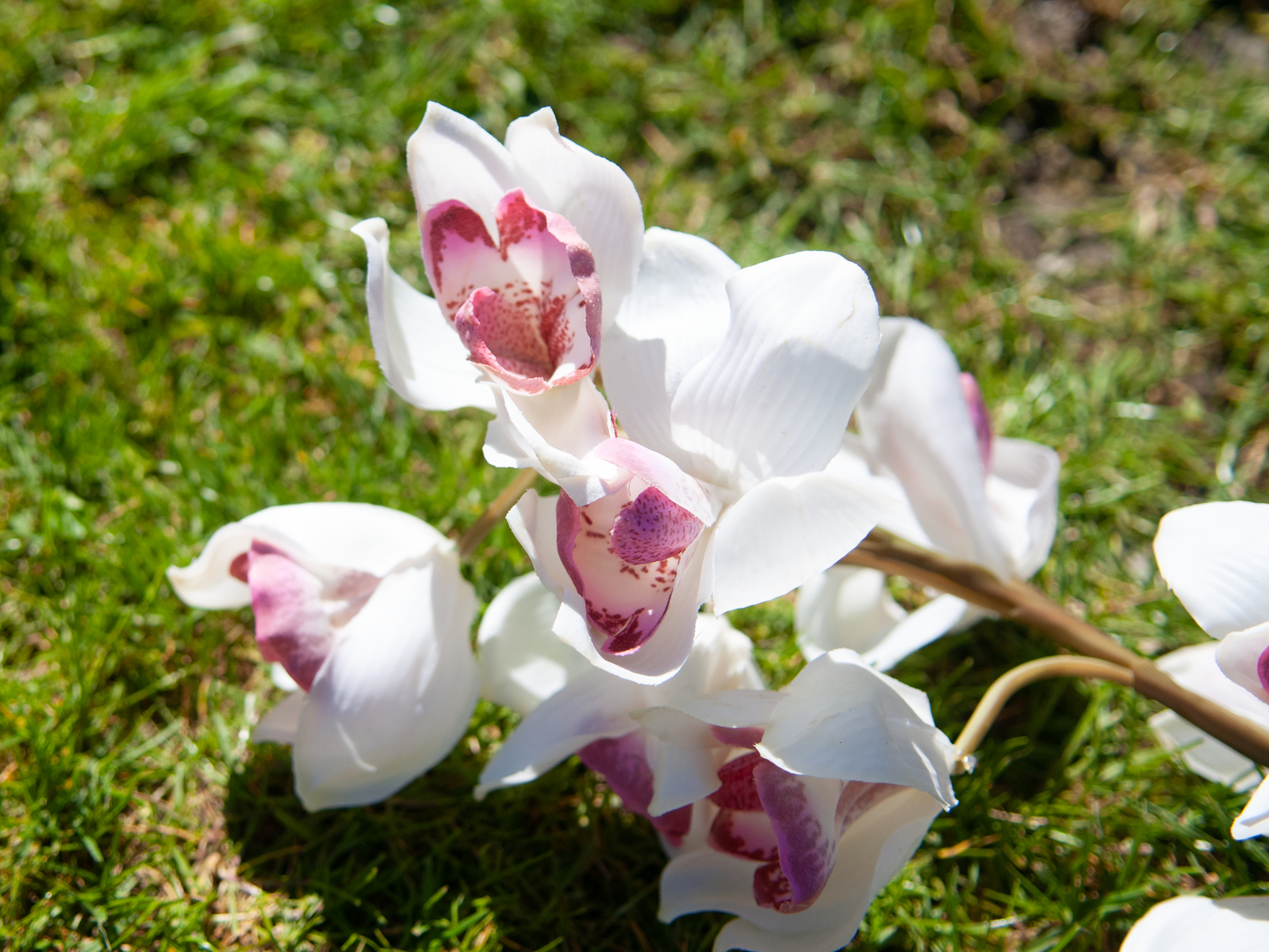 Orchidej větvička, bílo-růžová, 90 cm - Obrázek 3