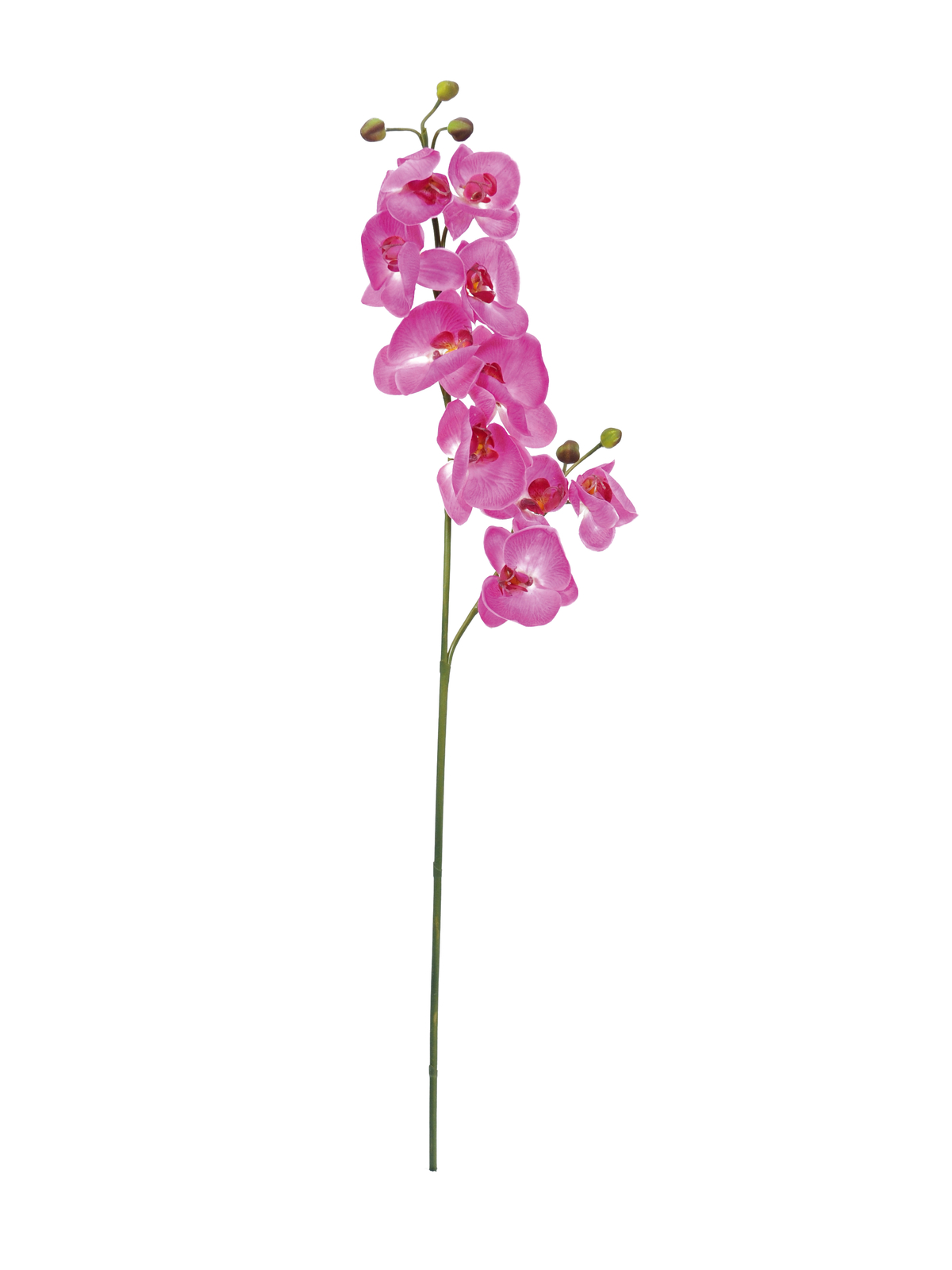 Orchidej větvička fialová, 100 cm
