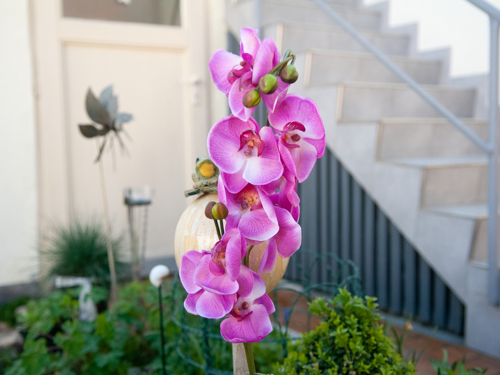 Orchidej větvička fialová, 100 cm - Obrázek 3